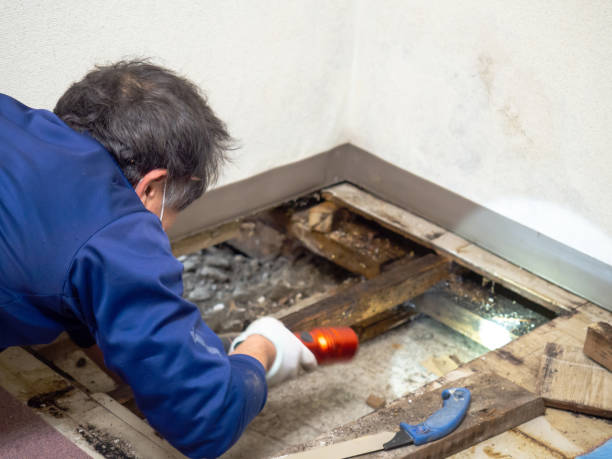 Best Mold Removal Near Me  in Lanse, MI