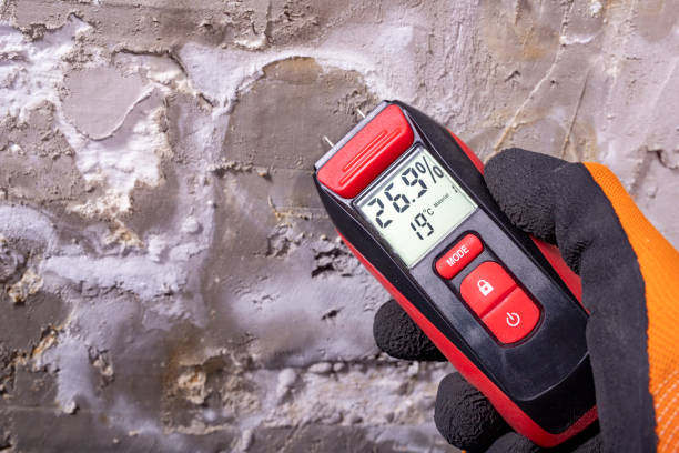 Best Black Mold Removal  in Lanse, MI