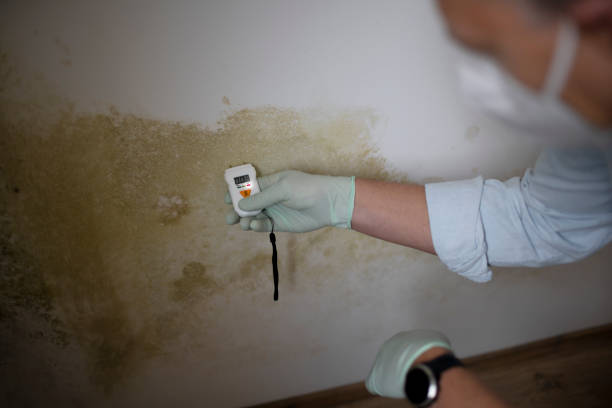 Best Commercial Mold Removal  in Lanse, MI