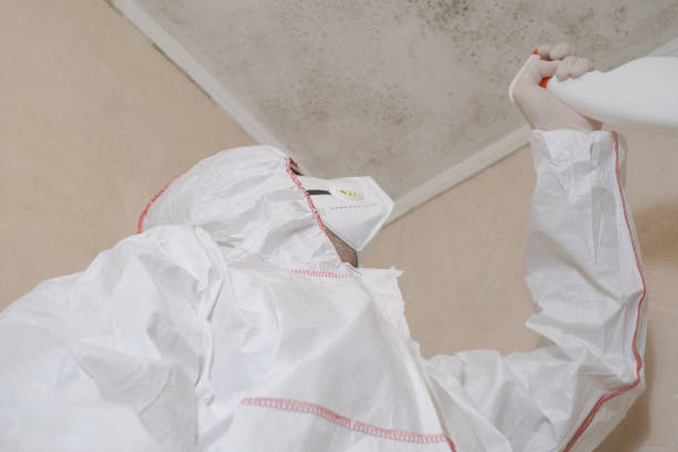 Best Certified Mold Removal  in Lanse, MI