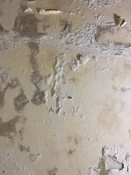 Best Mold Testing  in Lanse, MI