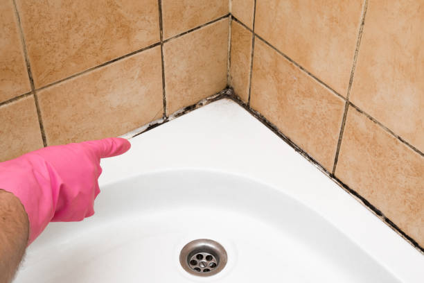 Best Emergency Mold Removal  in Lanse, MI
